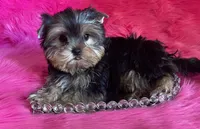 Sassy babydoll, a female Yorkshire Terrier for sale in Clayton, OK – Photo 6 of 8