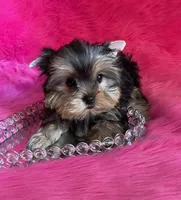 Sassy babydoll, a female Yorkshire Terrier for sale in Clayton, OK – Photo 3 of 8