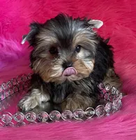 Sassy babydoll, a female Yorkshire Terrier for sale in Clayton, OK – Photo 4 of 8