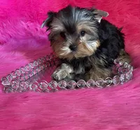 Sassy babydoll, a female Yorkshire Terrier for sale in Clayton, OK – Photo 5 of 8