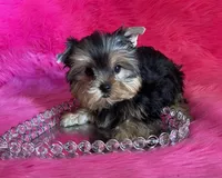 Sassy babydoll, a female Yorkshire Terrier for sale in Clayton, OK – Photo 7 of 8