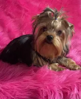 Akc queen, a female Yorkshire Terrier for sale in Clayton, OK – Photo 1 of 8