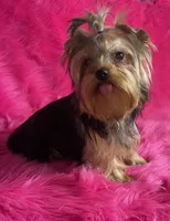 Akc queen, a female Yorkshire Terrier for sale in Clayton, OK – Photo 5 of 8