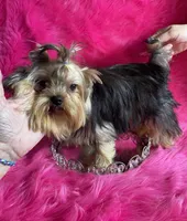 Akc queen, a female Yorkshire Terrier for sale in Clayton, OK – Photo 6 of 8