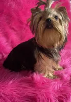 Akc queen, a female Yorkshire Terrier for sale in Clayton, OK – Photo 3 of 8