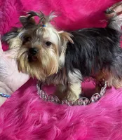 Akc queen, a female Yorkshire Terrier for sale in Clayton, OK – Photo 4 of 8