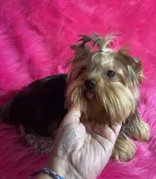 Akc queen, a female Yorkshire Terrier for sale in Clayton, OK – Photo 7 of 8