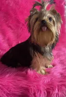 Akc queen, a female Yorkshire Terrier for sale in Clayton, OK – Photo 2 of 8