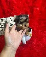 Akc Baxter, a male Yorkshire Terrier for sale in Clayton, OK – Photo 6 of 10