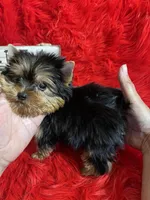 Akc Baxter, a male Yorkshire Terrier for sale in Clayton, OK – Photo 3 of 10