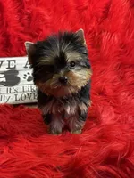 Akc Baxter, a male Yorkshire Terrier for sale in Clayton, OK – Photo 9 of 10