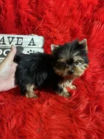 Akc Baxter, a male Yorkshire Terrier for sale in Clayton, OK – Photo 4 of 10