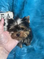 Akc Baxter, a male Yorkshire Terrier for sale in Clayton, OK – Photo 1 of 10