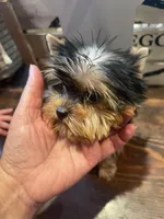 Akc Baxter, a male Yorkshire Terrier for sale in Clayton, OK – Photo 7 of 10