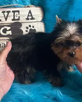 Akc Baxter, a male Yorkshire Terrier for sale in Clayton, OK – Photo 10 of 10