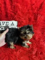 Akc Baxter, a male Yorkshire Terrier for sale in Clayton, OK – Photo 8 of 10