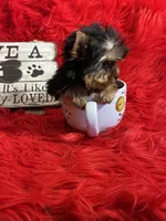 Akc Baxter, a male Yorkshire Terrier for sale in Clayton, OK – Photo 5 of 10