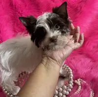 Akc Chandler, a female Yorkshire Terrier for sale in Clayton, OK – Photo 4 of 5