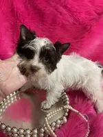 Akc Chandler, a female Yorkshire Terrier for sale in Clayton, OK – Photo 5 of 5