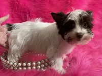 Akc Chandler, a female Yorkshire Terrier for sale in Clayton, OK – Photo 2 of 5