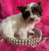 Akc Chandler, a female Yorkshire Terrier for sale in Clayton, OK – Photo 3 of 5