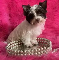 Akc Chandler, a female Yorkshire Terrier for sale in Clayton, OK – Photo 1 of 5