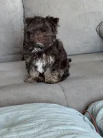 Mocha, a female Yorkshire Terrier for sale in Albuquerque, NM – 6 of 10