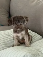 Mocha, a female Yorkshire Terrier for sale in Albuquerque, NM – 9 of 10