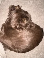 Mocha, a female Yorkshire Terrier for sale in Albuquerque, NM – 3 of 10