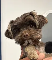 Mocha, a female Yorkshire Terrier for sale in Albuquerque, NM – 1 of 10