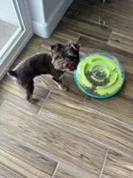 Mocha, a female Yorkshire Terrier for sale in Albuquerque, NM – 10 of 10