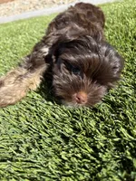 Mocha, a female Yorkshire Terrier for sale in Albuquerque, NM – 4 of 10