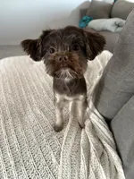 Mocha, a female Yorkshire Terrier for sale in Albuquerque, NM – 2 of 10