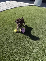Mocha, a female Yorkshire Terrier for sale in Albuquerque, NM – 5 of 10