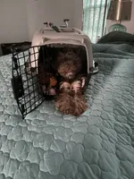 Mocha, a female Yorkshire Terrier for sale in Albuquerque, NM – 7 of 10