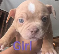 Cartier (micro bully), a female American Bully for sale in Rock Falls, IL – 2 of 2