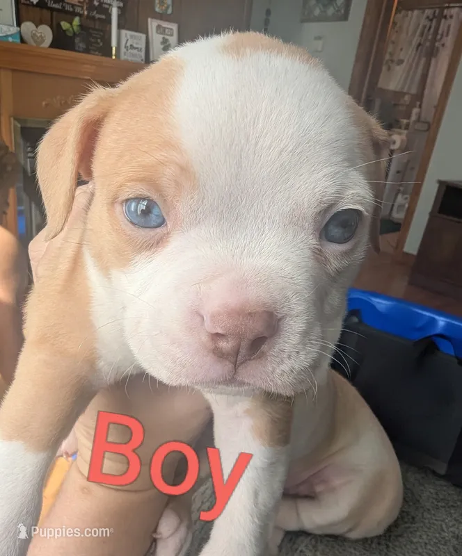 Givenchy (micro bully) – American Bully puppy for sale in Rock Falls, IL