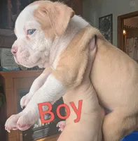 Givenchy (micro bully), a male American Bully for sale in Rock Falls, IL – 2 of 2