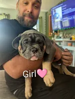 Stella, a female English Bulldog for sale in Rock Falls, IL – 1 of 1