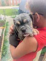 Steal, a male English Bulldog for sale in Rock Falls, IL – 2 of 2