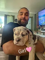 Twilight, a female English Bulldog for sale in Rock Falls, IL – 1 of 1
