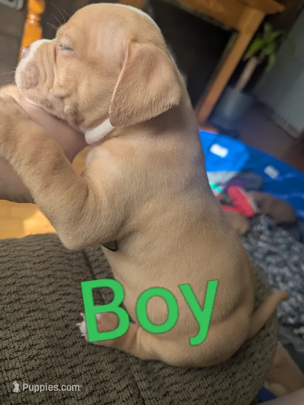 Dior (micro Bully) – American Bully puppy for sale in Rock Falls, IL