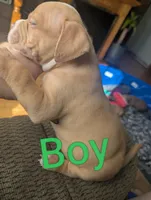 Dior (micro Bully), a male American Bully for sale in Rock Falls, IL – 1 of 2