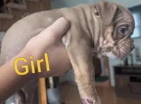 Coco Chanel (micro bully), a female American Bully for sale in Rock Falls, IL – 1 of 2