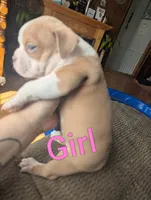Prada (micro bully), a female American Bully for sale in Rock Falls, IL – 2 of 2