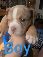 Bad Boy  (micro bully ), a male American Bully for sale in Rock Falls, IL – 2 of 2