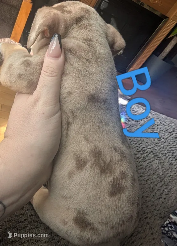 Bad Boy  (micro bully ) – American Bully puppy for sale in Rock Falls, IL