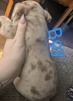 Bad Boy  (micro bully ), a male American Bully for sale in Rock Falls, IL – 1 of 2