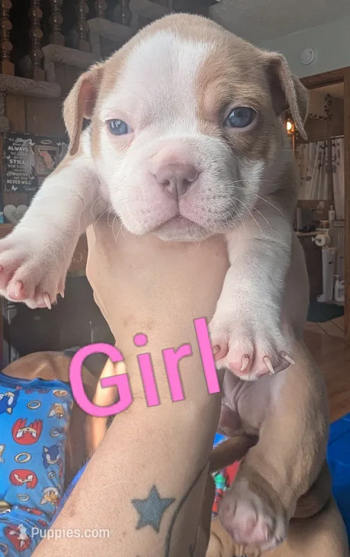 Prada (micro bully) – American Bully puppy for sale in Rock Falls, IL