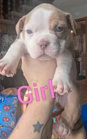 Prada (micro bully), a female American Bully for sale in Rock Falls, IL – 1 of 2